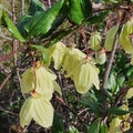 Forster& x27;s ClematisVariable evergreen woody climber; stems to 5 m long, however more often in a compacted clump of vines