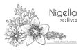 Nigella sativa flowers, seeds and leaves, black cumin. Hand drawn design, line art, vector illustration. Culinary ingredient or co Royalty Free Stock Photo