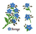 Borage or starflower herb. Branches with leaves and flowers. Vector botanical design elements.