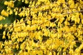 Forsynthia Bush with Full Yellow Leaves in Spring Royalty Free Stock Photo