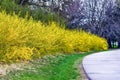 Forsynthia Bushes in Full Bloom