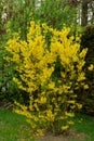 Forsythia