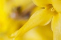 Forsythia