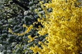 Forsythia