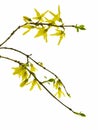 Forsythia