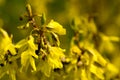 Forsythia Royalty Free Stock Photo