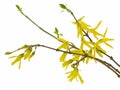 Forsythia