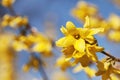 Forsythia