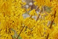 Forsythia bloom in the village after rain close-up. spring landscape, the revival of nature. yellow flowers on the olive tree Royalty Free Stock Photo