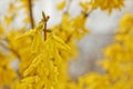 Forsythia bloom in the village after rain close-up. spring landscape, the revival of nature. yellow flowers on the olive tree Royalty Free Stock Photo