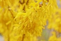 Forsythia bloom in the village after rain close-up. spring landscape, the revival of nature. yellow flowers on the olive tree Royalty Free Stock Photo