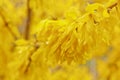 Forsythia bloom in the village after rain close-up. spring landscape, the revival of nature. yellow flowers on the olive tree Royalty Free Stock Photo