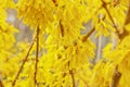 Forsythia bloom in the village after rain close-up. spring landscape, the revival of nature. yellow flowers on the olive tree Royalty Free Stock Photo