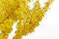 Forsythia bloom in the village after rain close-up. spring landscape, the revival of nature. yellow flowers on the olive tree Royalty Free Stock Photo