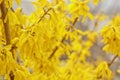Forsythia bloom in the village after rain close-up. spring landscape, the revival of nature. yellow flowers on the olive tree Royalty Free Stock Photo