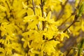 Forsythia is blooming. The bush is in yellow flowers on the blurred background. Natural golden bush flowers. Spring garden