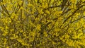 Forsythia blooming in early spring