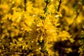 Forsythia blooming in the garden