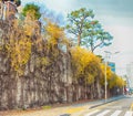 Forsythia Blooming in Spring, Haeundae, Busan, South Korea, Asia