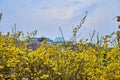 Forsythia blooming in the sprint time in South Korea