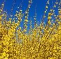 Forsythia