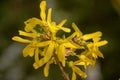 Forsythia blooms in the country