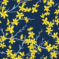 Forsythia blooms on dark blue background. Tile seamless pattern