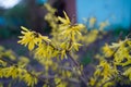 Forsythia blooms in spring. Beautiful shrub with yellow flowers buds
