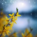 Forsythia blooms in a vibrant display of yellow amidst the rain