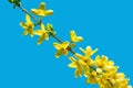 Forsythia blossom. A branch against the blue sky. Spring yellow flower. Golden Bell. Royalty Free Stock Photo