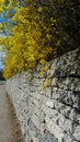 Forsythia blossom and retaining wall