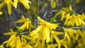 Forsythia in blossom shrub. Beautiful yellow flowers.