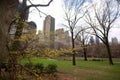 Forsythia blossoming trees, the Pond, Central Park Royalty Free Stock Photo