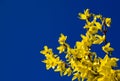 Forsythia and blue sky