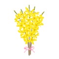 Forsythia bouquet isolated on white background. Vector illustration of spring yellow flowers Royalty Free Stock Photo