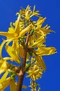 Forsythia branch with bright yellow flowers with delicate petals against the background of a blue clear sky Royalty Free Stock Photo