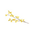 Forsythia branch with small yellow flowers. Flowering plant. Spring season. Nature theme. Detailed flat vector icon Royalty Free Stock Photo