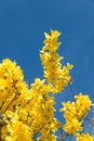 forsythia branches yellow blooming and blue sky