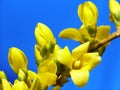 Forsythia buds