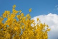 Forsythia bush against blue sky with cloud Royalty Free Stock Photo