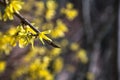 Forsythia bush in bloom with a brick wall as background Royalty Free Stock Photo