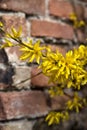 Forsythia bush in bloom with a brick wall as background