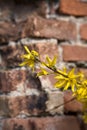 Forsythia bush in bloom with a brick wall as background