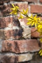 Forsythia bush in bloom with a brick wall as background