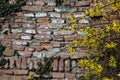 Forsythia bush in bloom with a brick wall as background