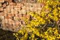 Forsythia bush in bloom with a brick wall as background