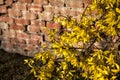 Forsythia bush in bloom with a brick wall as background