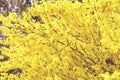 Forsythia bush blossom in springtime. fullframe background