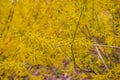 Forsythia bush ornamental deciduous shrub of garden origin