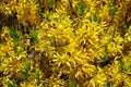 Forsythia spring yellow branches of flowers, spring background Royalty Free Stock Photo